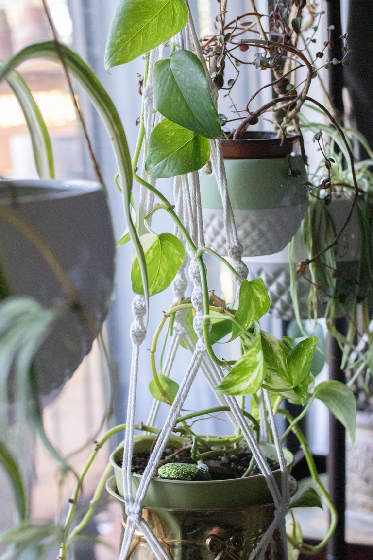 Plants hanging in the window.