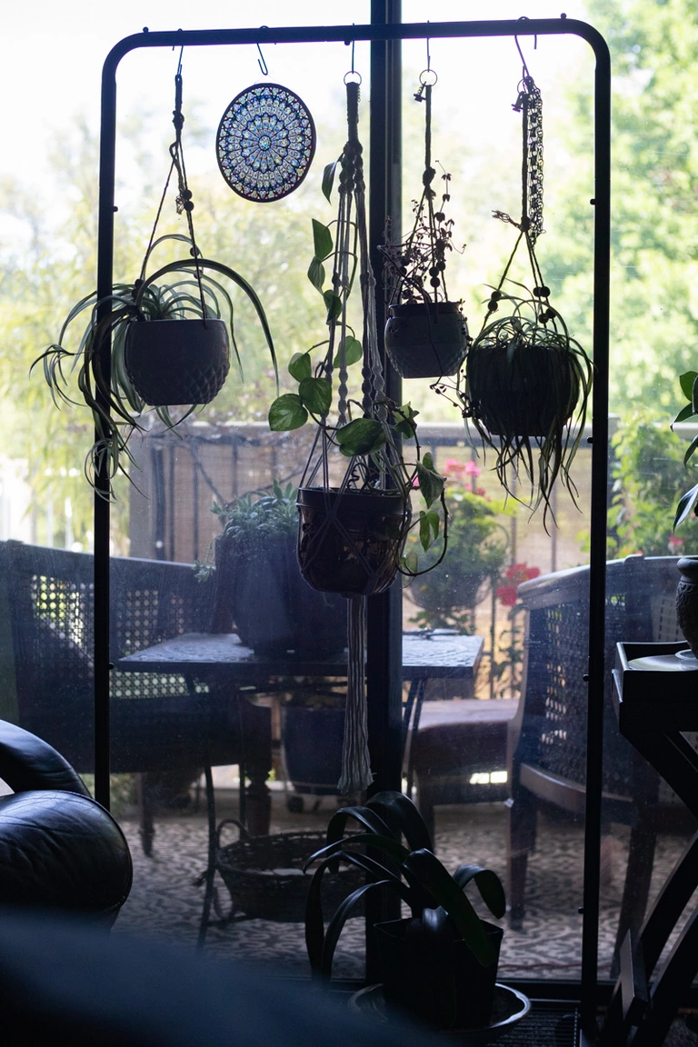 Plants hanging in the window on a clothing rack.