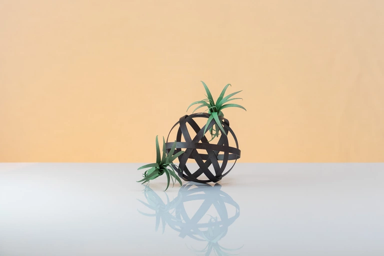 Air plants on a decor object.