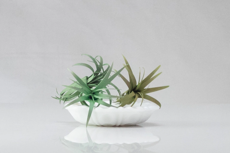 Air plants in an ashtray.