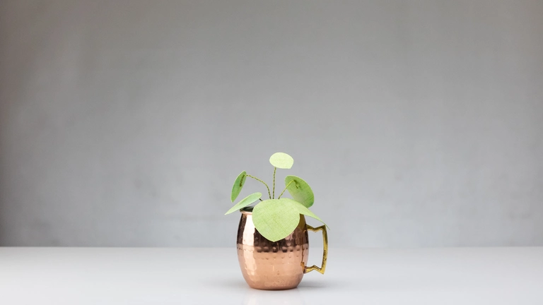 Friendship plant in a copper mug.