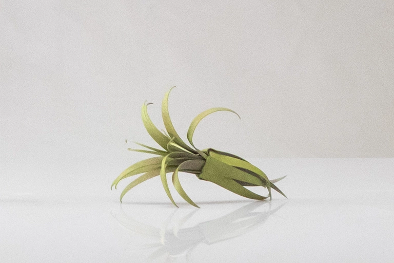 Air plant magnet.