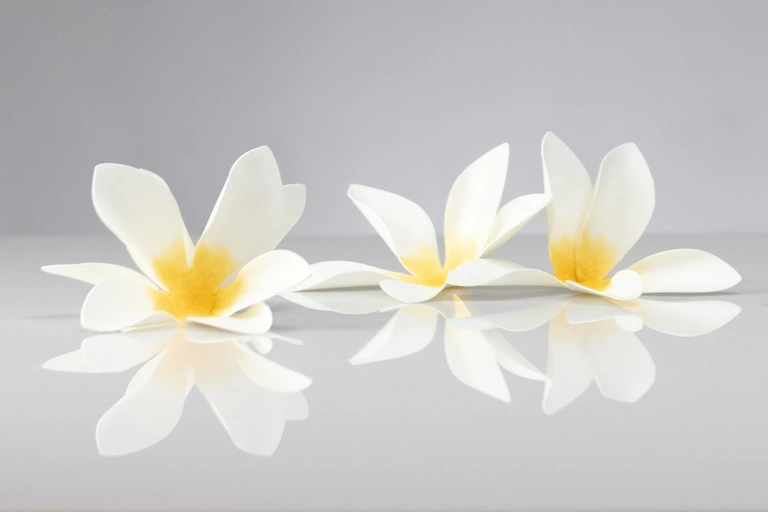 Plumeria magnets.