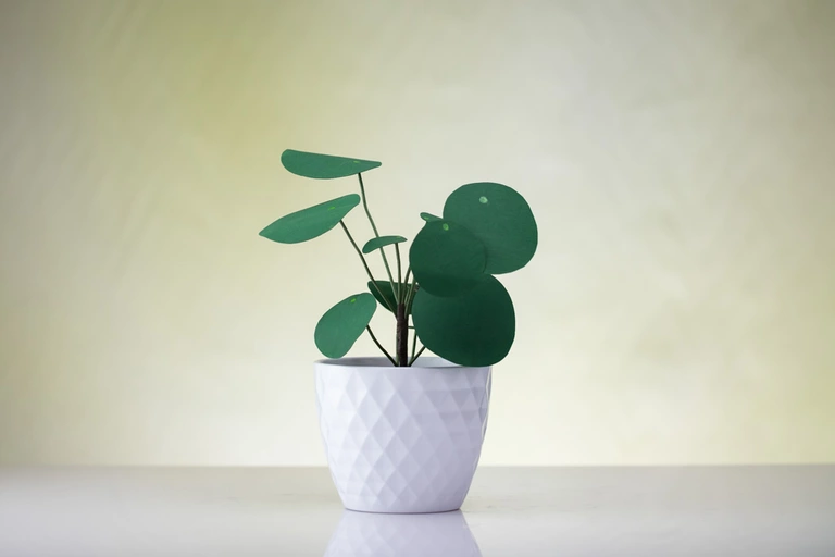 Friendship Forever-Plant made using paper