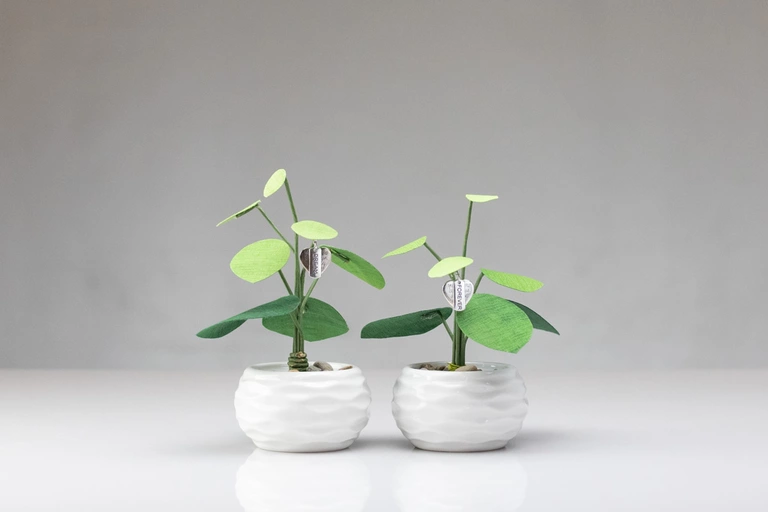 Two Friendship Forever-Plants, keep one and gift one